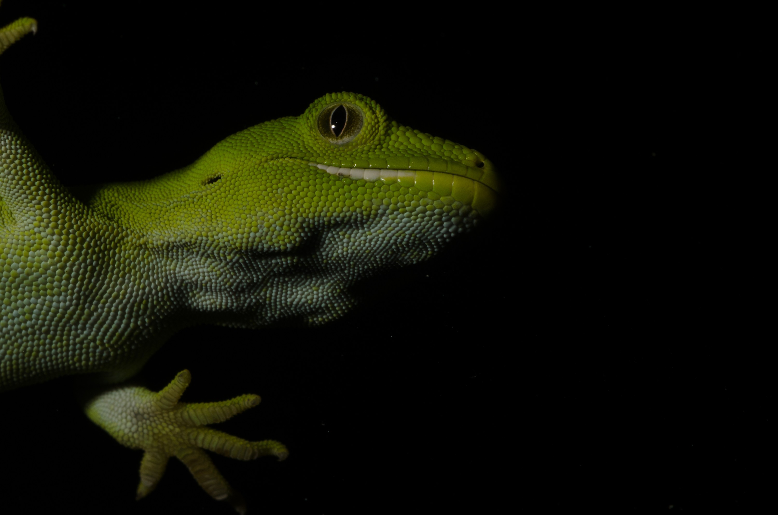 DSC_6088 – Auckland, green, gecko, Naultinus, elegans, elegans, home, lizard, Crispin, reptiles, amphibians, rare, cold, blood, new, new zealand, zealand, nz